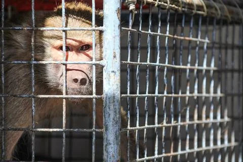 Close-Up of Monkey Behind Cage Representing Loneliness and Wildlife in Capt.. Stock Photos