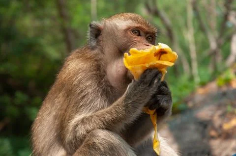 Close-up of a monkey on a blurred background Stock Photos