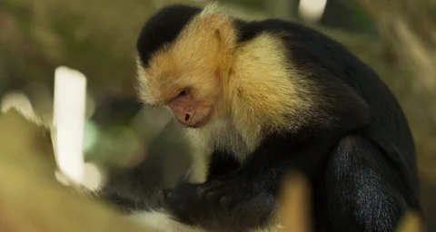 Close Up Of Monkey Cleaning Anouther Monkey 4K Slow Motion Stock Footage 124105175