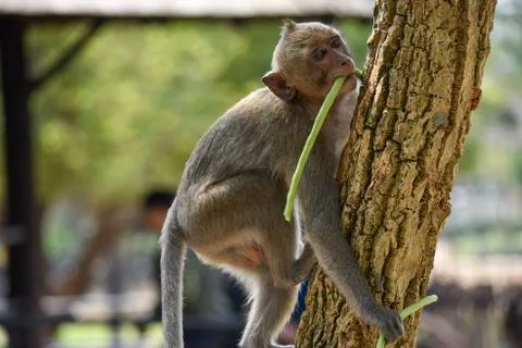 Close-up monkey climbs a tree with food in its paws Stock Photos