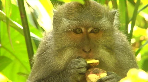 Close up of Monkey eatimg in the Monkey Forest in Bali Stock Footage 41380393