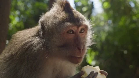 Close up of a monkey eating an apple, monkey looking into camera and eating Stock Footage 262707939