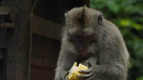 Close-up of a monkey eating corn in the Bali Monkey Forest. The monkey is Stock Footage 276220128