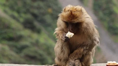 A close up of a monkey eating a small piece of bread Stock Footage 180989038
