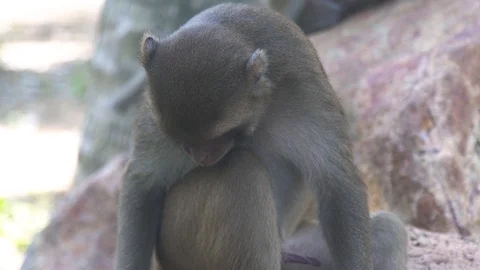 Close up monkey with excited penis on stone in jungle. Monkey in rainforest and Stock Footage 97052953