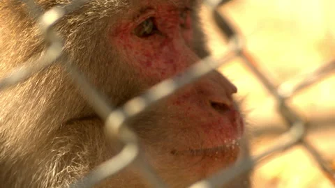 Close-up of Monkey Face Behind Chain Link Fence in Zoo Stockbeeldmateriaal 335146898