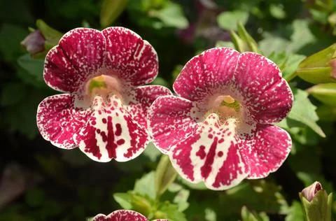 Close up of monkey flower mimulus Фото