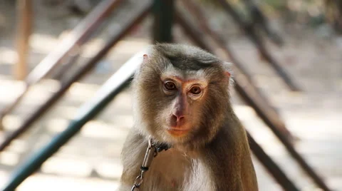 Close up of monkey Stock Footage 46014790