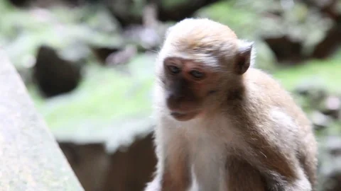 Close up of Monkey Stock Footage 104417314