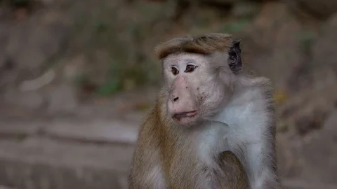 A close up of a monkey Stock Footage 128642283