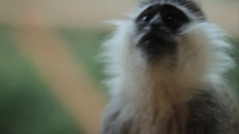 Close-up of a monkey Stock Footage 169666526