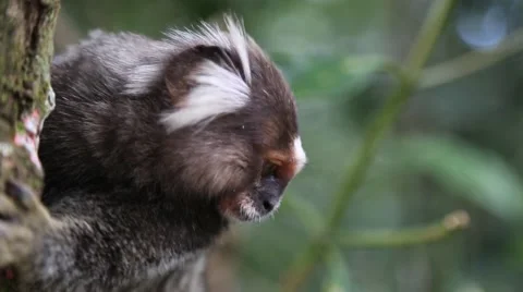 Close up of a monkey looking at the camera Stock Footage 50980787