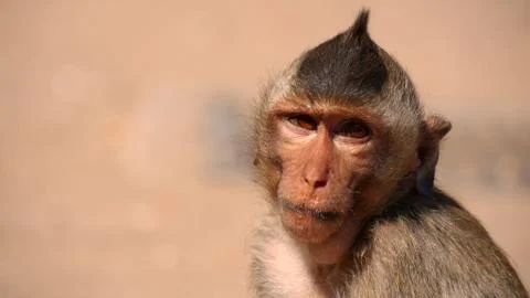 A close up of a monkey looking confused Stock Photos