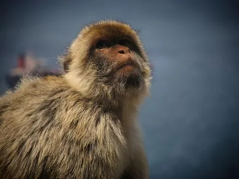 Close-up of a monkey looking up with a dark background Stock Photos