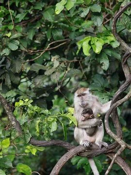Close up of monkey macaque while carrying a baby Stock Photos