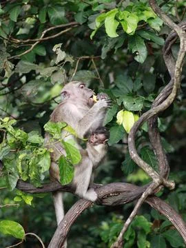 Close up of monkey macaque while carrying a baby Stock Photos