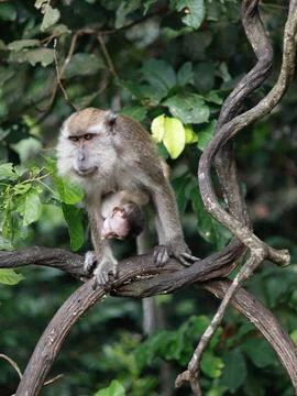 Close up of monkey macaque while carrying a baby Foto stock