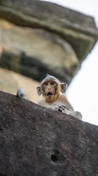 Close-up of a monkey with a meme face, sitting on a temple Stock Photos