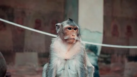 Close-up of a monkey Stock Photos