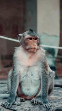 Close-up of a monkey Stock Photos