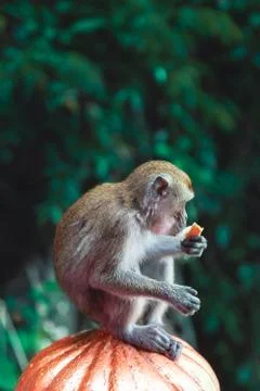 Close up monkey portrait at Batu Caves, Kuala Lumpur, Malaysia Stock Photos