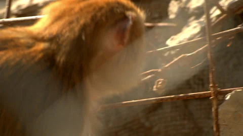 Close-up Monkey Portrait in Sunlit Outdoor Enclosure Stockbeeldmateriaal 335145269