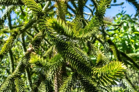 Close-up of monkey puzzle tree -  Araucaria - branches with sharp, spiky leav Foto stock