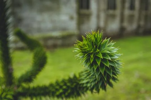 Close up of a monkey puzzle tree branch Stock-Fotos