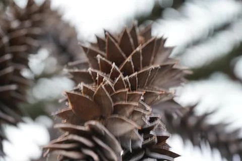 Close up of a Monkey Puzzle Tree Seed Cone Stockfoto's