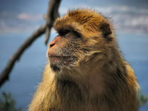 Close-up of a monkey resting on a tree branch with blue sky Stock Photos