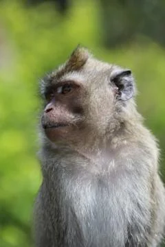 Close up monkey sits on a metal pipe near trees. Blurred background Stock Photos
