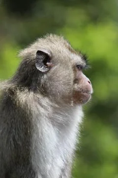 Close up monkey sits on a metal pipe near trees. Blurred background Stock Photos