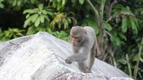 Close up of a monkey sitting and eating food on a rock in the natural park. Stock Footage 138671718