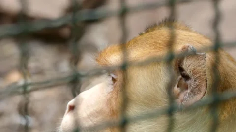 Close up monkey sitting in a cage. Stock Footage 66565403