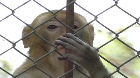 Close up monkey sitting in a cage. Stock Footage 66565575