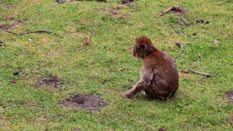 Close-up of a monkey sitting on the grass Stock Footage 156394727
