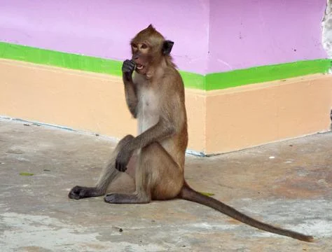 Close-up of a monkey sitting on the ground Stock Photos