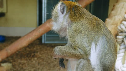 Close-up of a monkey sitting in its place in the Zoo. Stock Footage 168878562
