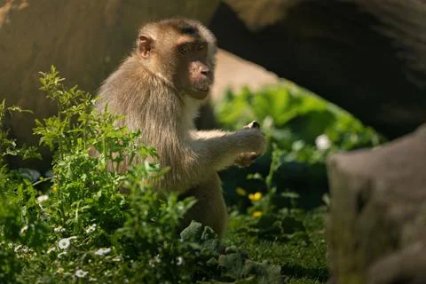 Close-up of a monkey sitting in a lush green environment with sunlight filtering Stock Photos