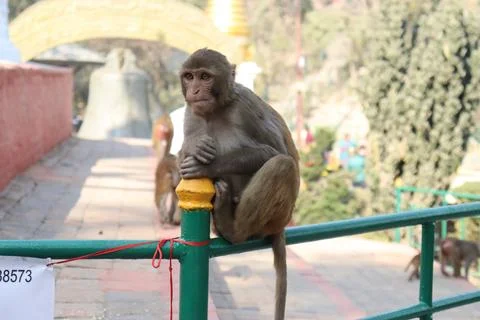 Close up of monkey sitting on the MS railing Stock Photos