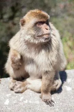 Close-up of monkey sitting on railing during sunny day 写真素材