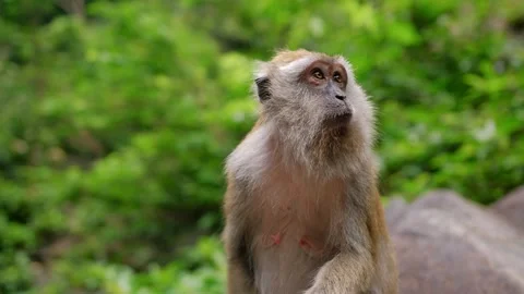 Close up of monkey sitting on rock, surveying dense tropical landscape with keen Stock Footage 309110947