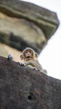 Close-up of a monkey sitting on a temple Stock Photos