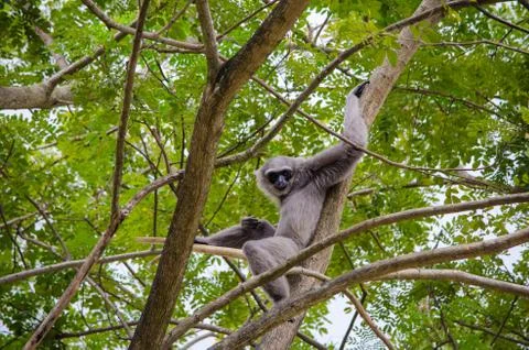 Close-up monkey sitting on a tree and holding branches Stock Photos