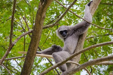 Close-up monkey sitting on a tree and holding branches Stock Photos