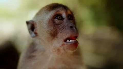 Close-Up Of Monkey Spitting Out A Watermelon Seed Stock Footage 304908446