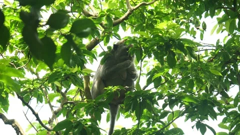 CLOSE UP OF MONKEY IN TREE 4K Stock Footage 221299614