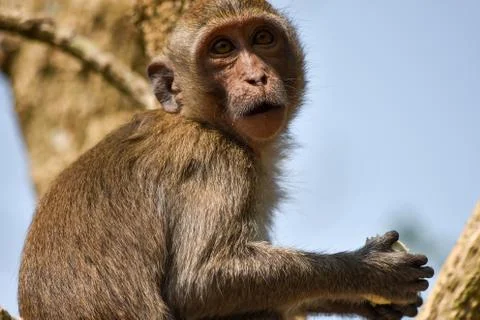Close-up of a monkey on a tree with food in its paws Stock Photos