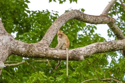 Close up Monkey on tree Stock Photos
