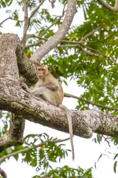 Close up Monkey on tree Stock Photos